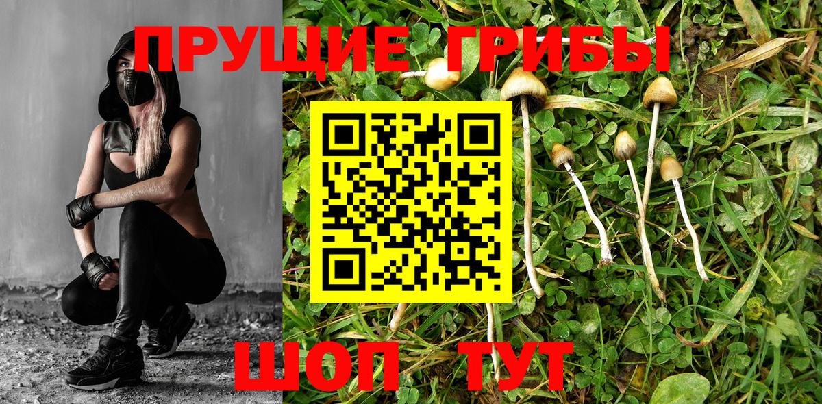 Псилоцибиновые грибы Cubensis Рыбинск